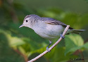 Vireo gilvus